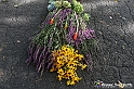 VBS_9540 - Infiorata di Villanova d'Asti 2023